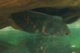 Vrubozobec paví - Astronotus / ocellatus